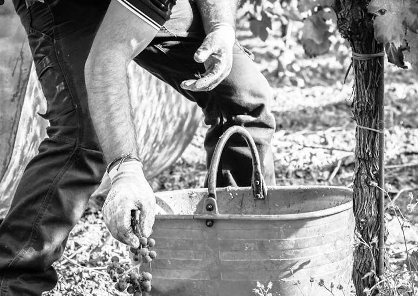 Azienda agricola a conduzione familiare