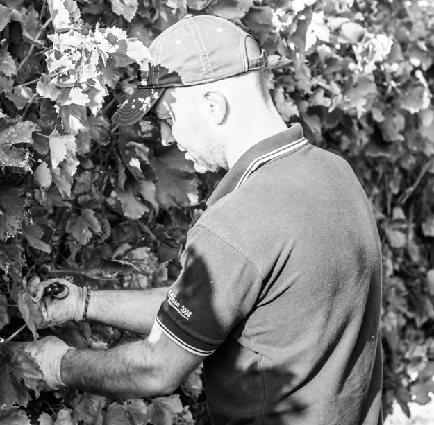 Podere Le Lame, vigne