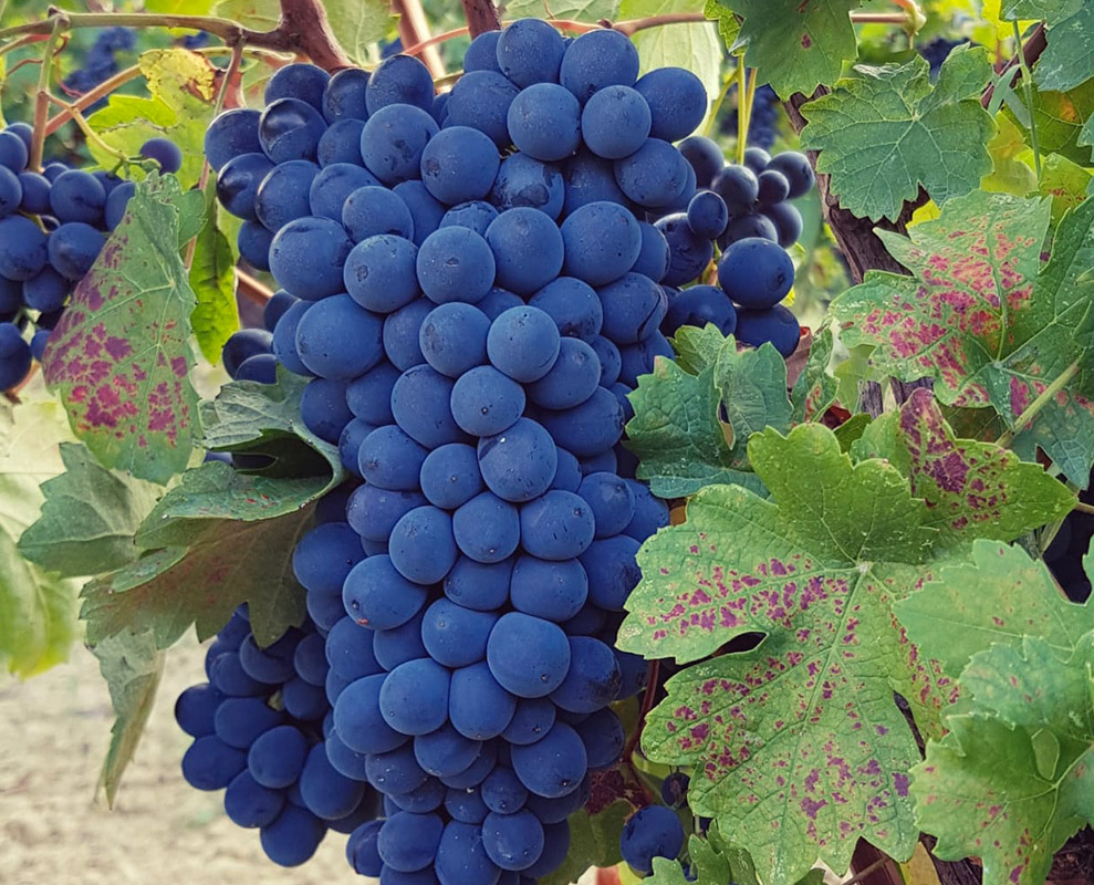 Barbera