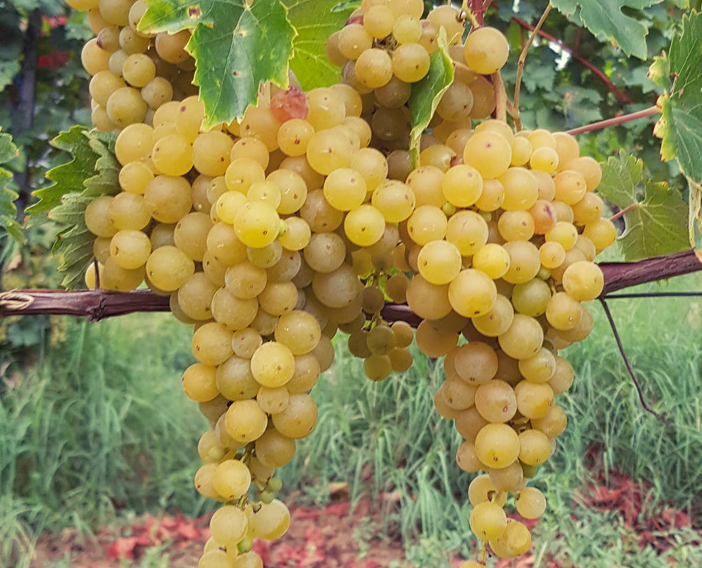 Malvasia