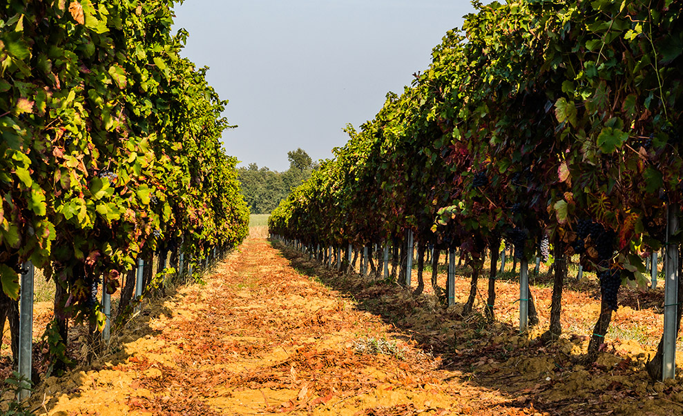 Visita l'azienda