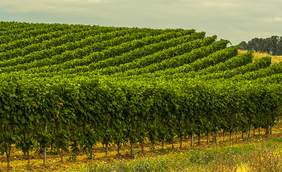 Visita l'azienda